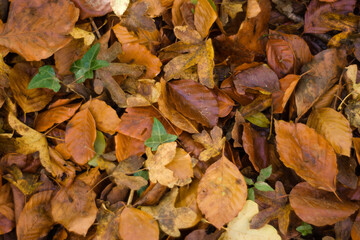 Autumn leaves with gold and brown