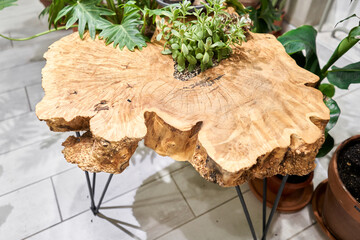 Wood surface cross section of elm tree. Live wood slab texture. Woodworking, carpentry, furniture...