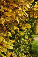 Yellow and green bushes on a sunny day. Bright vertical autumn background.