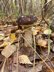 mushroom in the forest