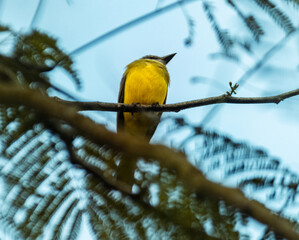 bird on a branch