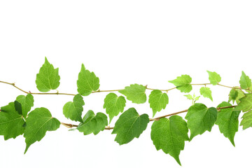 Naklejka premium アイビー