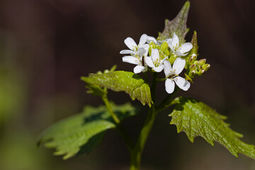White little forest flowers close up. Garlic Mustard - Alliaria petiolata.