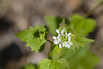 White little forest flowers close up. Garlic Mustard - Alliaria petiolata.