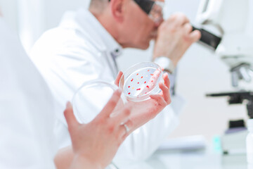 close up. biologists research bacteria in a Petri dish.