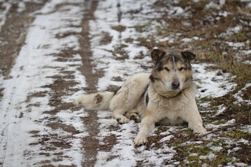 An old dog is waiting on a snowy path. The spotted dog lies on the snowy ground