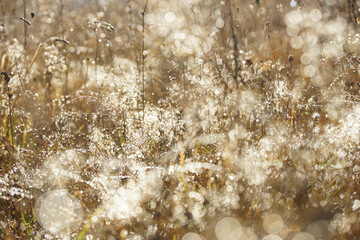 Dew on dry grass in a field in autumn