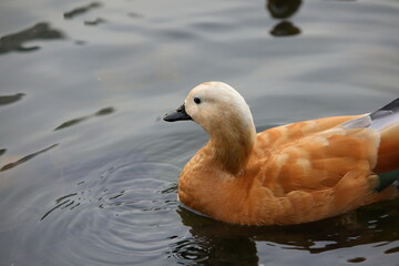 Orange duck in profile on dark lake water.Waterfowl close-up.An elegant red bird with a white head...