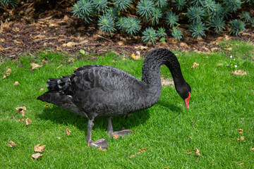 A black swan in Dawlish, Devon, England