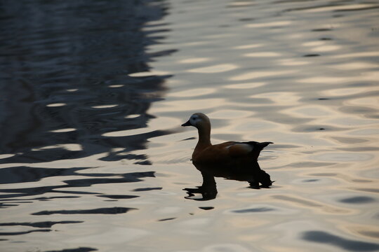 Silhouette of a duck on the lake in the evening.Waterfowl swims at dusk.Animals in the wild
