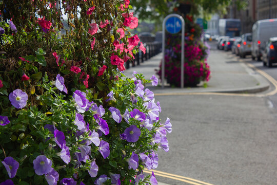 A flower display in Bideford, Devon, England