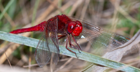 close up of a dragonfly