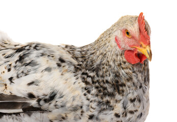 one gray rooster isolated on white background, studio shoot