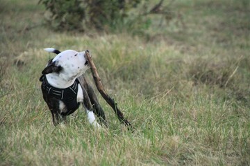Staffie qui joue en liberté 