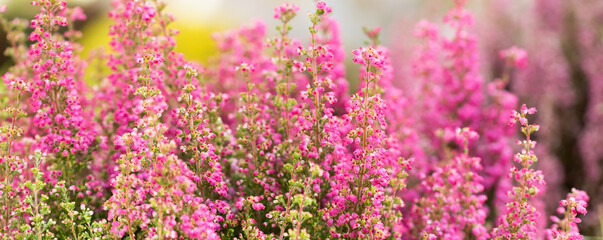 Surreal landscape flowering Erica tetralix small pink lilac plants, shallow depth of field, selective focus photography - obrazy, fototapety, plakaty