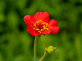 Fototapeta premium Closeup of a pretty little red Geum Feuerball flower and bud in a garden