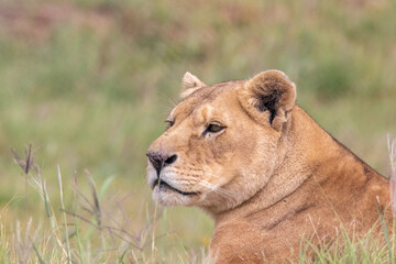 lioness in the grass