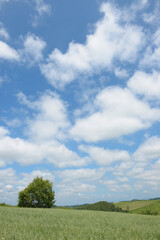 青空の美瑛の丘