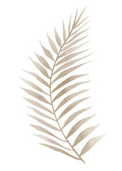 Dried curved palm branch. Watercolour illustration isolated on white background.