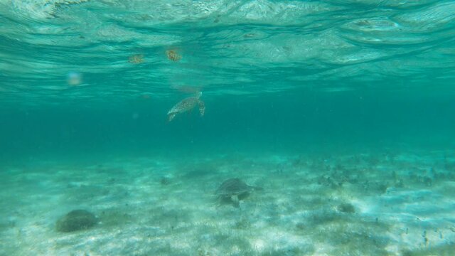 Tortue marine R&eacute;serve de Petite Terre Guadeloupe France