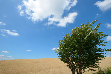 Fototapeta premium 麦畑と青空