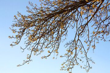 Autumn leaves on a tree and bright blue sky. Selective focus.