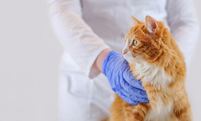Hands of veterinarian in gloves holding ginger cat on the table. Selective focus. With copy space