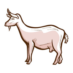 Goat, wether hand drawn icon. Domestic animal, mammal. Dairy farm, cheese production. Livestock.