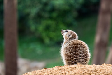 Fototapeta premium One meerkat sits and looks up