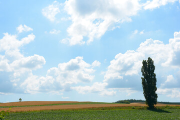 美瑛の畑とポプラの木