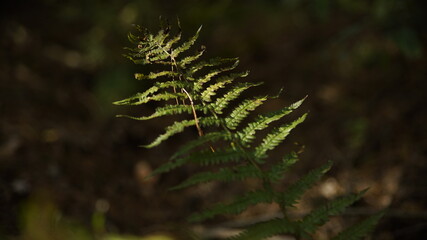 Polypodium by Andrzej Kosmowski