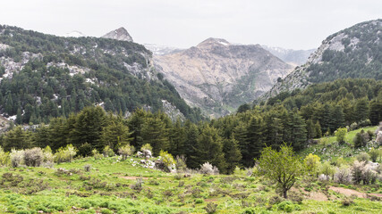 Fototapeta na wymiar Tannourine Cedars Forest Reserve, Lebanon
