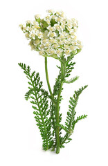 Yarrow (Achillea millefolium) on a white background - 388268867