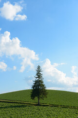 北海道美瑛のクリスマスツリーの木