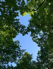 sky between the leaves