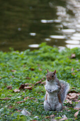 Saint o St. James Park con ardilla n la ciudad de Londres, pais de Inglaterra, Reino Unido, Gran...