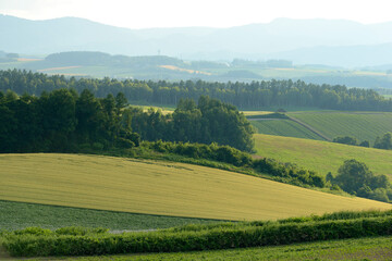 Fototapeta premium 美瑛の丘陵地帯
