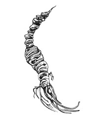 Root panax ginseng. Vector color vintage hatching illustration isolated on white