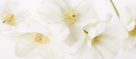 Romantic banner, delicate white clematis flowers close-up. Fragrant pink petals