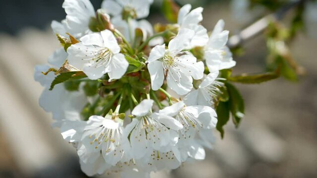 A blooming branch of apple tree in spring with light wind. Blossoming apple with beautiful white flowers. Branch of apple tree in bloom in the spring in sunshine garden. 