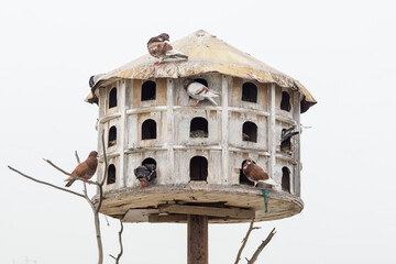 Isolated dovecote with pigeons feeding on an overcast day at the harbor of the Lebanese coastal...