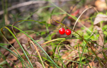 Macro of the Lily of the valley, Convallaria majalis, tree red berries on a single branch against the background of a green forest in autumn.