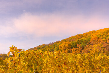 a deciduous forest in the sunset