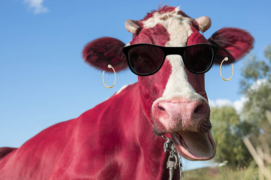 Portrait of a glamorous red cow in dark glasses and earrings. Funny red cow.