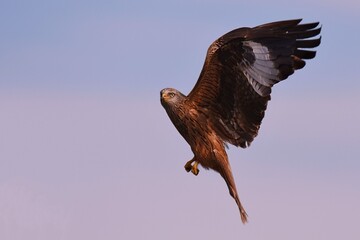 Red kite hunting and soaring into the blue sky