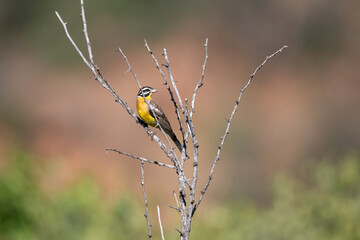 bee eater perched on a flower