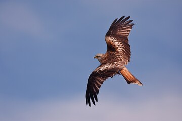 Red kite hunting and soaring into the blue sky