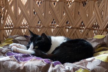 Bonito y joven mascota o gato blanco y negro en su hogar o casa