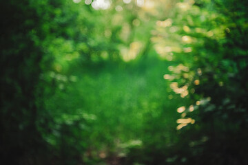 Bokeh of vivid leaves of trees in sunlight. Natural green background. Blurred rich greenery with...
