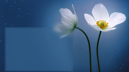 White beautiful primrose. Flowers on a green stem. Beautiful blue floral greeting card. Nature.